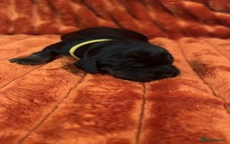 Cocker Spaniel dogs for sale: 4 Cocker spaniel puppy’s  - Advert 2