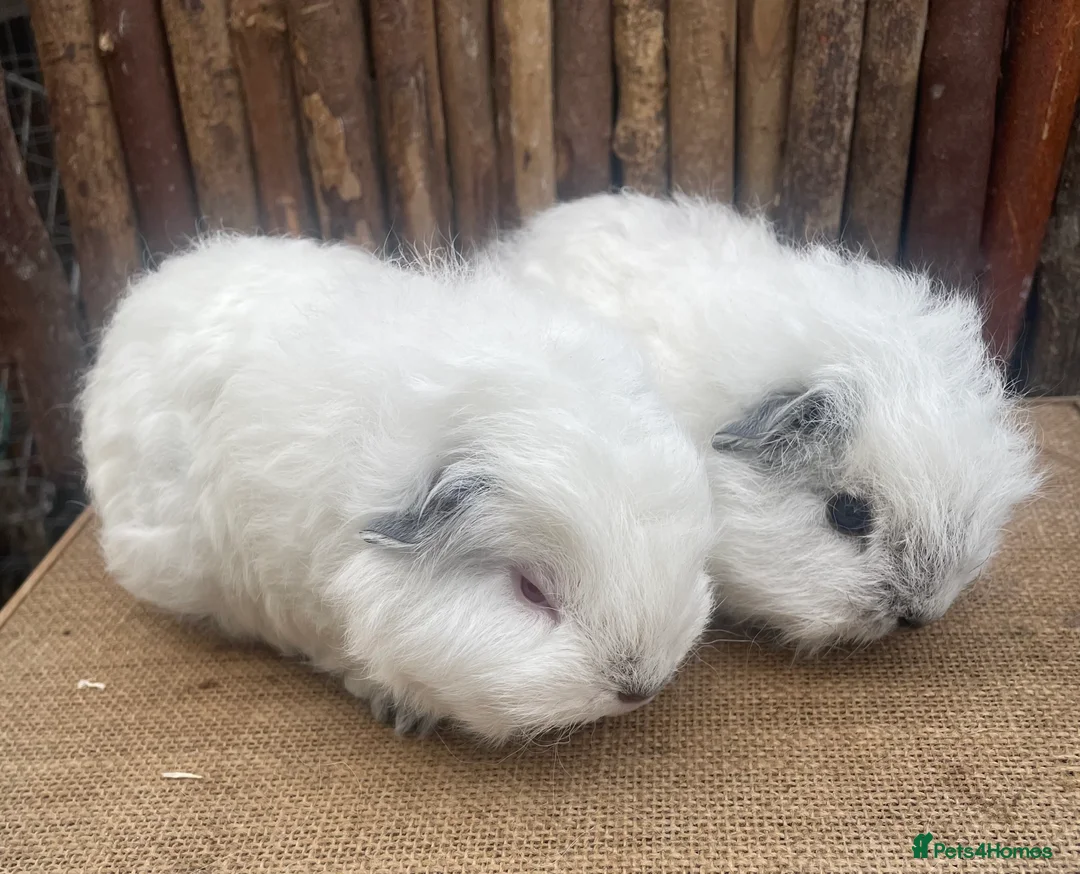 Guinea Pig rodents for sale: Swiss teddy babies - Advert 2