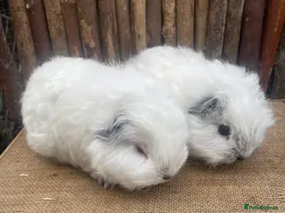 Guinea Pig rodents Swiss teddy babies - Advert 3