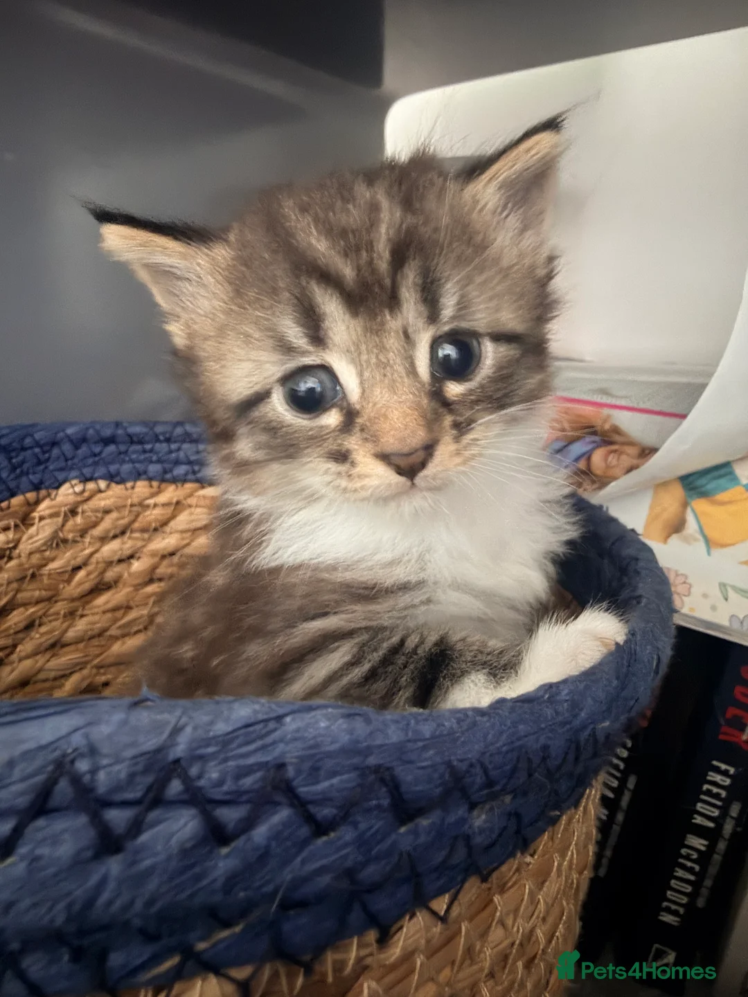 Mixed Breed cats for sale: Two little boys looking for their forever homes - Advert 3