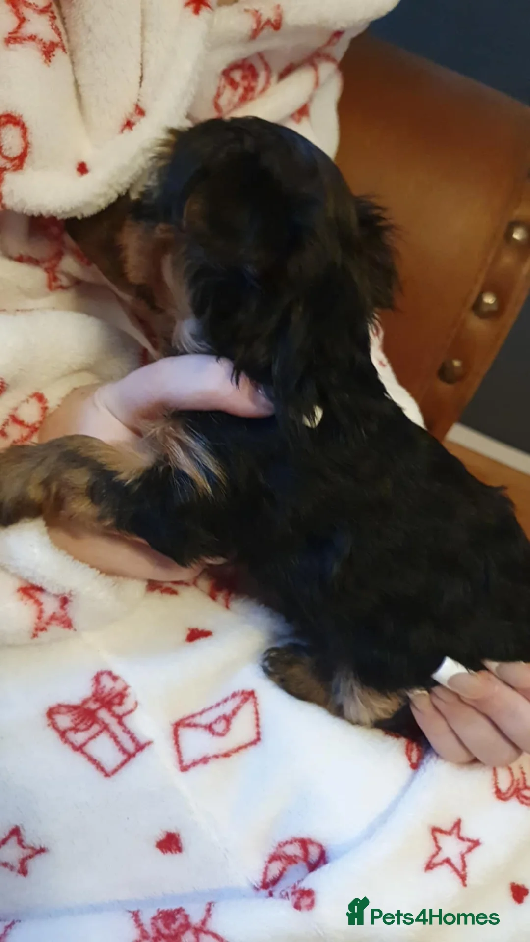 Yorkshire Terrier dogs for sale: Yorkshire terrier puppies  - Advert 10