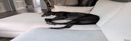 Greyhound dogs for sale: Greyhound Indy for sale - Read Description  in Wokingham - Advert 7