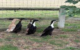 Ducks poultry for sale: 5 Runner Ducks, 1 Drake, 4 Female - Image 1