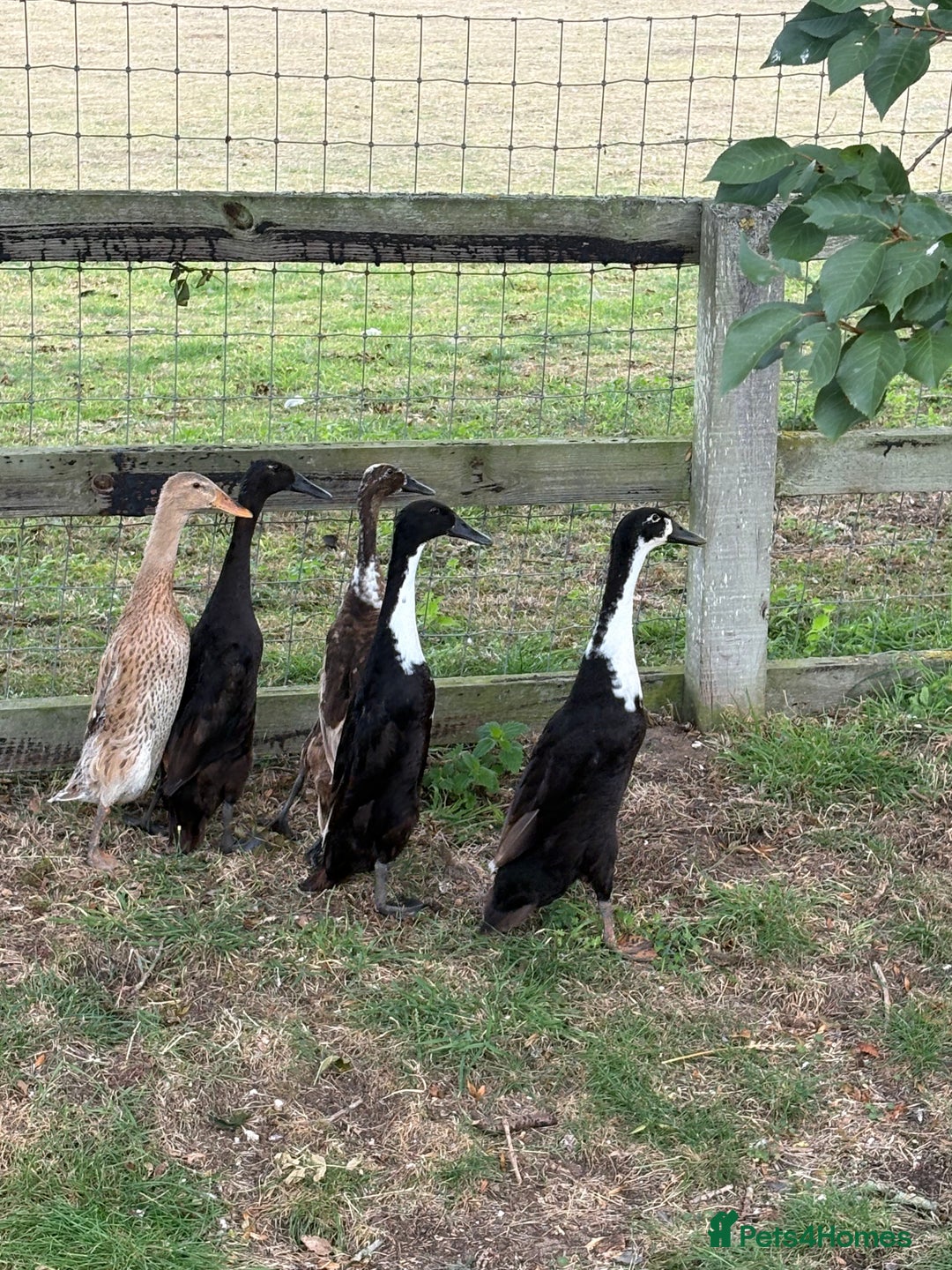 Ducks poultry for sale: 5 Runner Ducks, 1 Drake, 4 Female - Image 1