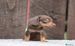 Miniature Dachshund dogs for sale: Miniature Dachshunds Chocolate and Tan Boys  - Image 11