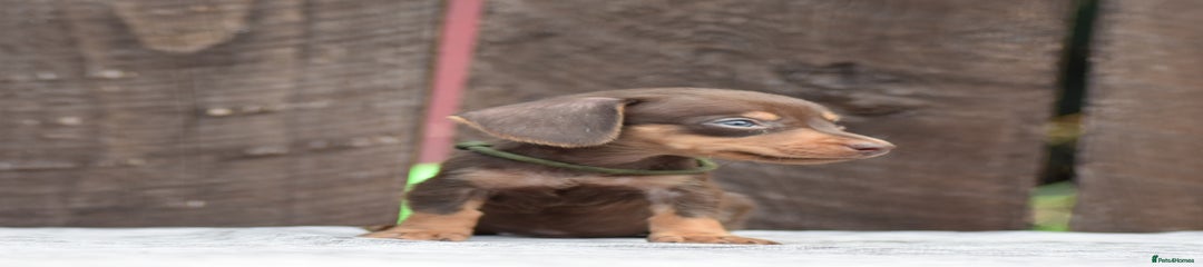 Miniature Dachshund Puppy 4