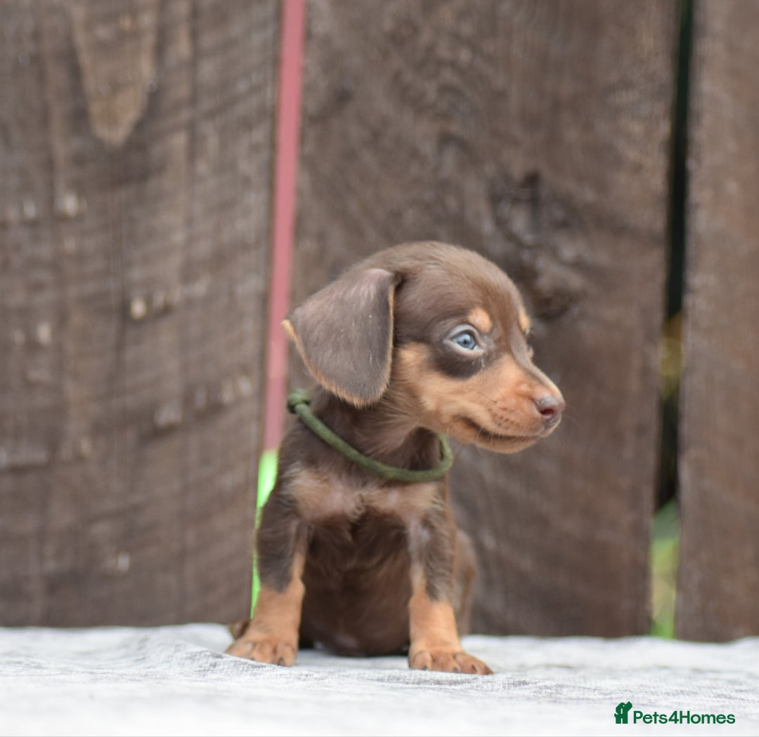 Miniature Dachshund dogs for sale: Miniature Dachshunds Chocolate and Tan Boys  - Image 11