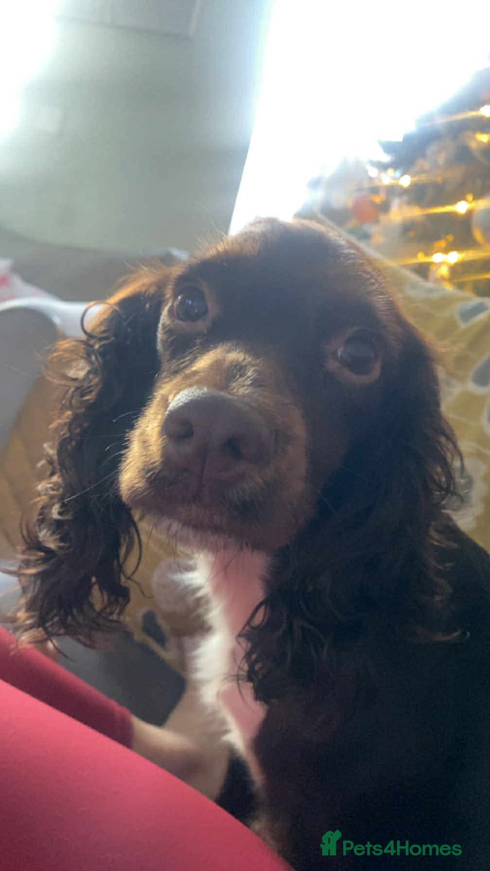 Mixed Breed dogs Dolly  - Advert 13