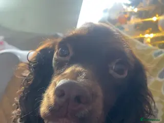 Mixed Breed dogs Dolly - Advert 13