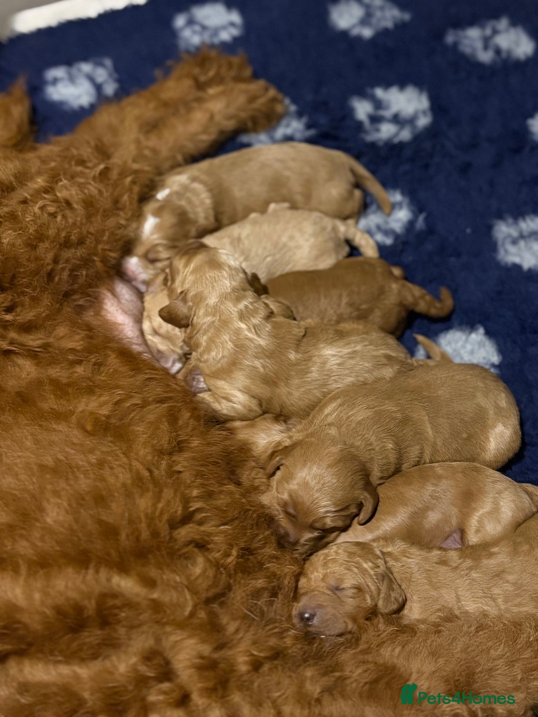 Mixed Breed dogs for sale: Beautiful litter of Australian labradoodles  - Advert 8