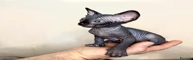 Sphynx Kitten 5