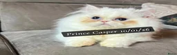 Munchkin cats for sale: Exceptional Quality & Rare Persian Napoleon Minuet - Advert 18