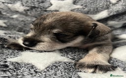 Miniature Schnauzer dogs for sale: KC Beautiful miniature Schnauzers  - Image 7