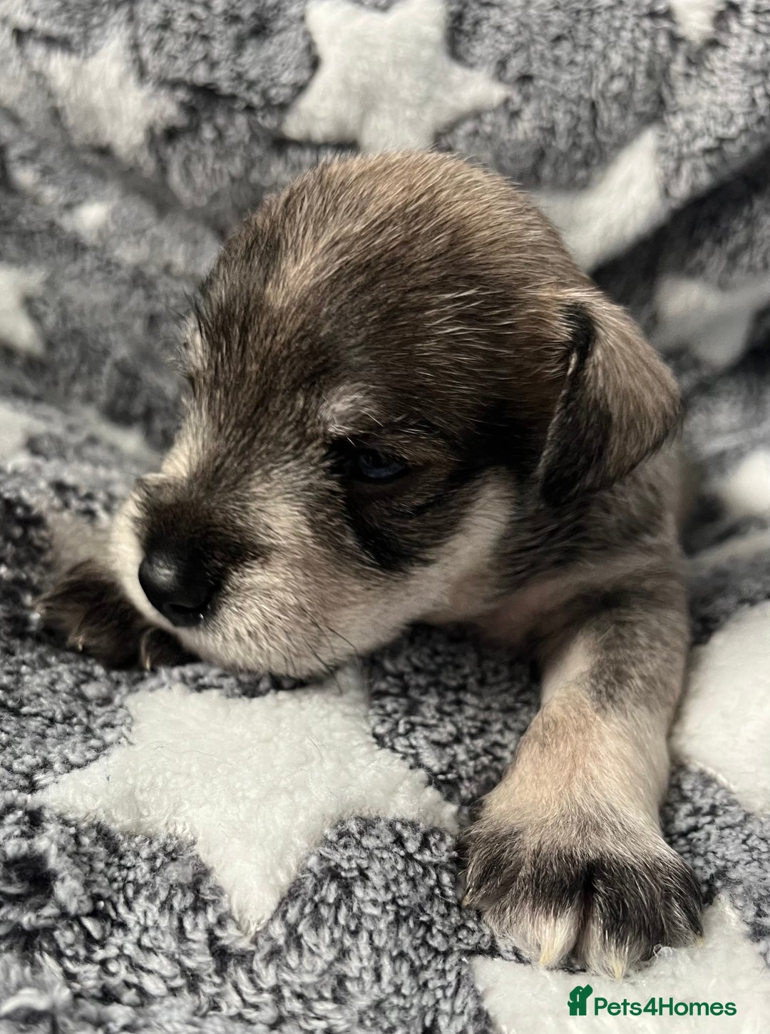 Miniature Schnauzer dogs for sale: KC Beautiful miniature Schnauzers  - Image 7