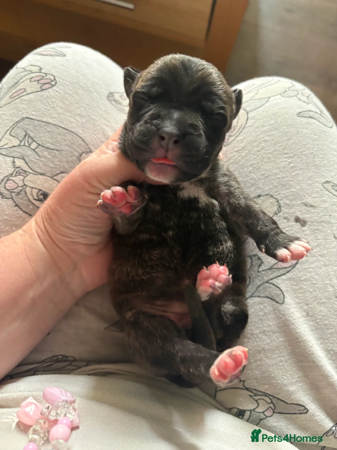 Mixed Breed dogs for sale: Cane Corso/Siberian husky puppies  in Blyth - Advert 2