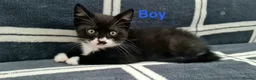Mixed Breed cats for sale: 6 Beautiful Kittens  - Advert 3