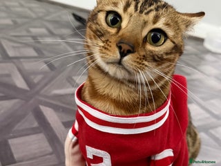 Bengal cats cute bengal boy - Advert 7