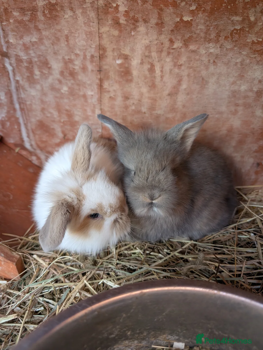 Mini Lion Lop rabbits for sale: Mini lionlops - Advert 4
