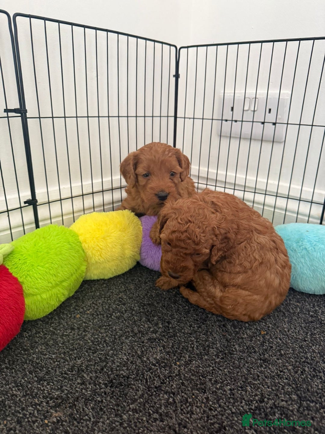 Cockapoo dogs for sale: Cockapoo puppy’s  - Image 2