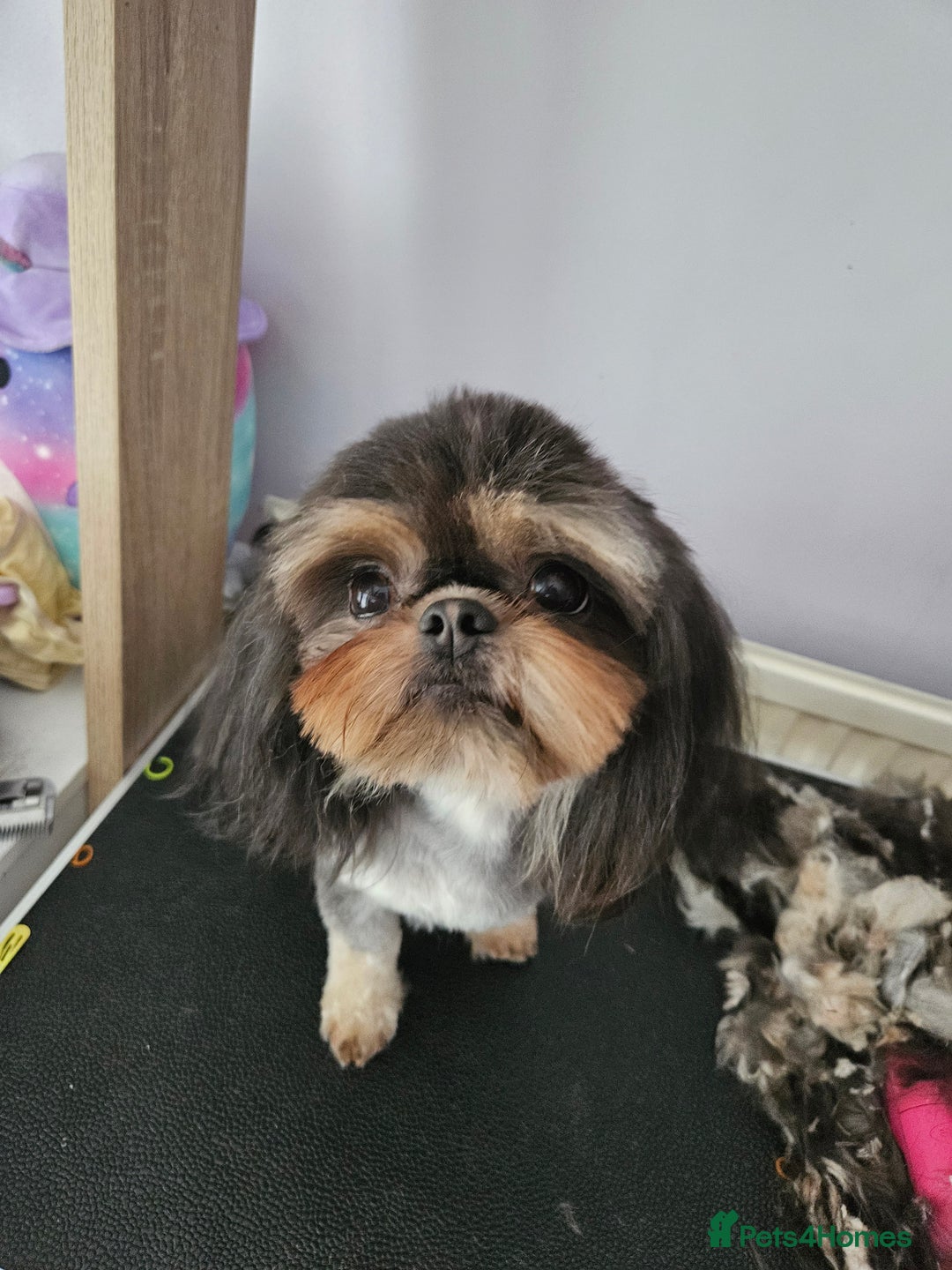Shih Tzu dogs for stud: Stunning imperial Shih tzu for stud - Advert 3