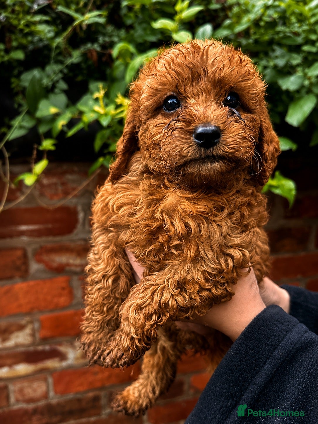 Cavapoo dogs Pure Deep Red Cavapoo Puppies  - Advert 1