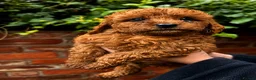 Cavapoo dogs for sale: Pure Deep Red Cavapoo Puppies  - Advert 1