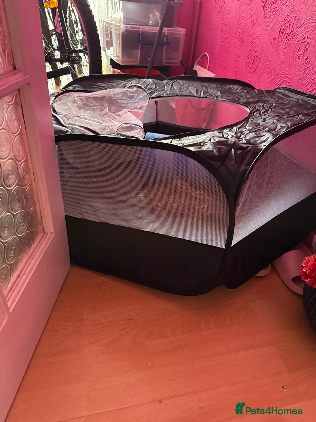 Mini Lop rabbits for sale: Beautiful girl for new home - Advert 8