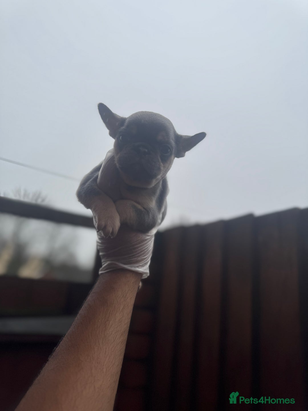 French Bulldog dogs for sale: Beautiful Litter Of Husky French Bulldogs - Advert 6