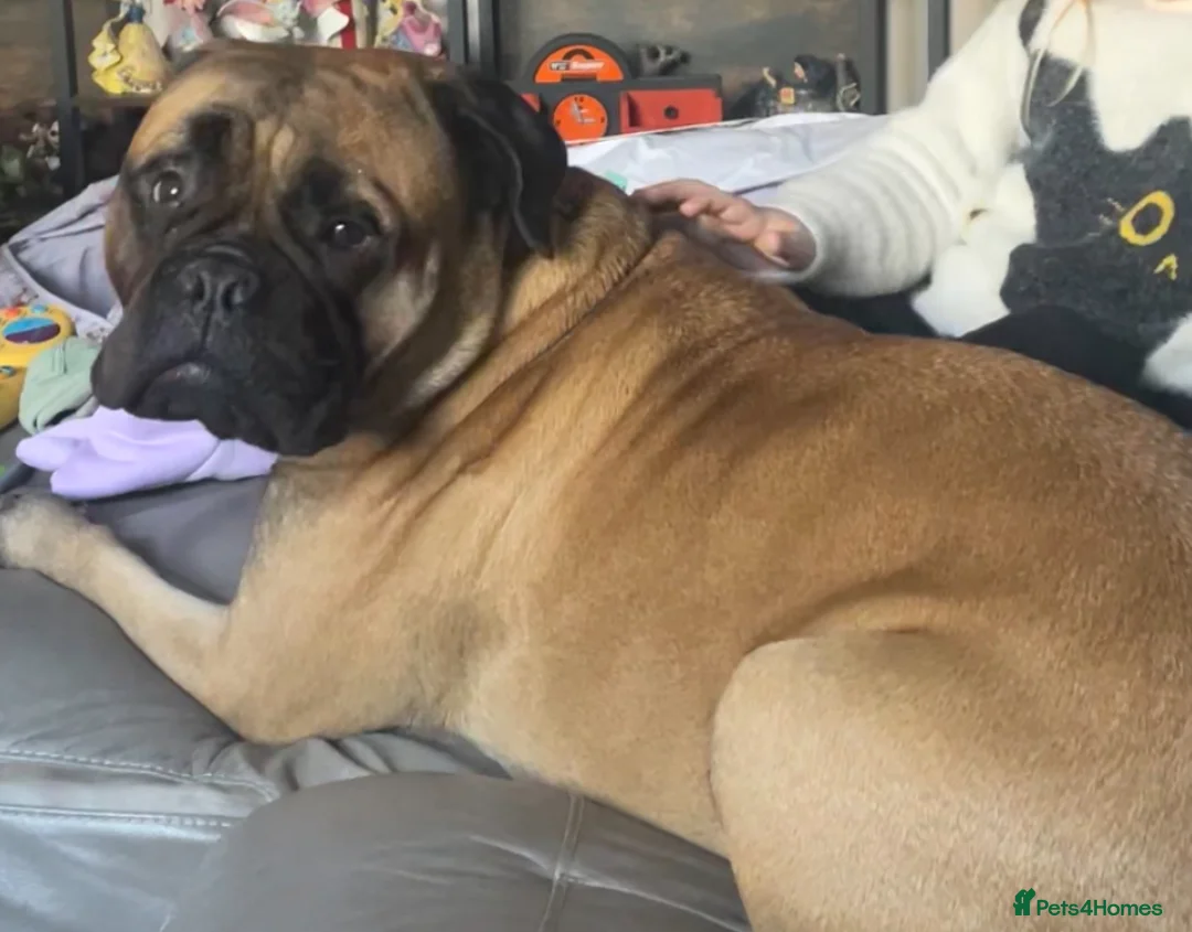 Bullmastiff dogs for sale: Bullmastiff girl - Advert 2