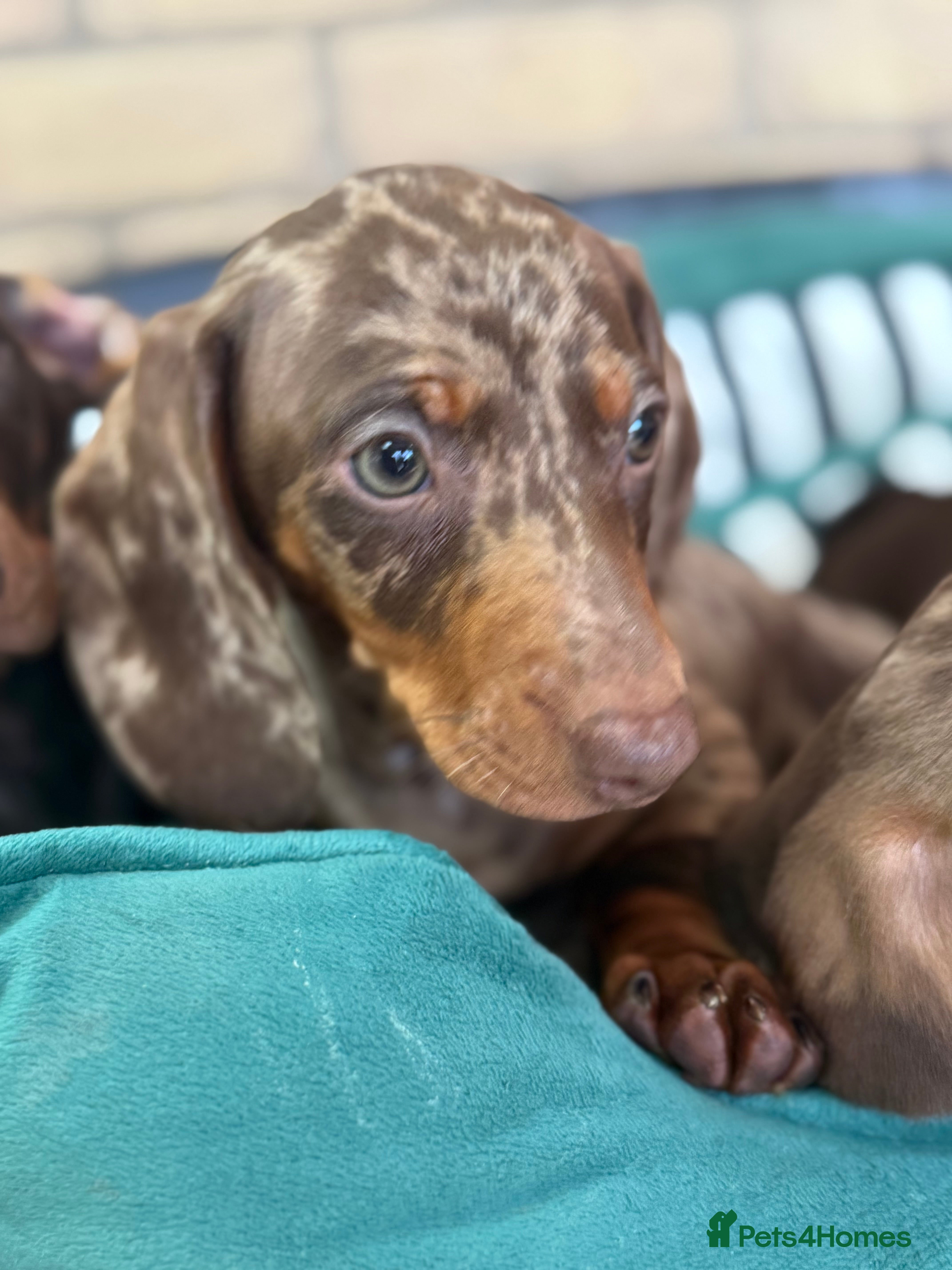 Dachshund dogs Lovely Dachshunds!  - Advert 2