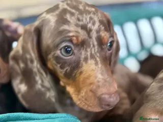 Dachshund dogs Lovely Dachshunds! - Advert 14