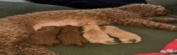 Cavapoochon dogs for sale: Cavapoochons ready for reserve 💕  - Advert 9