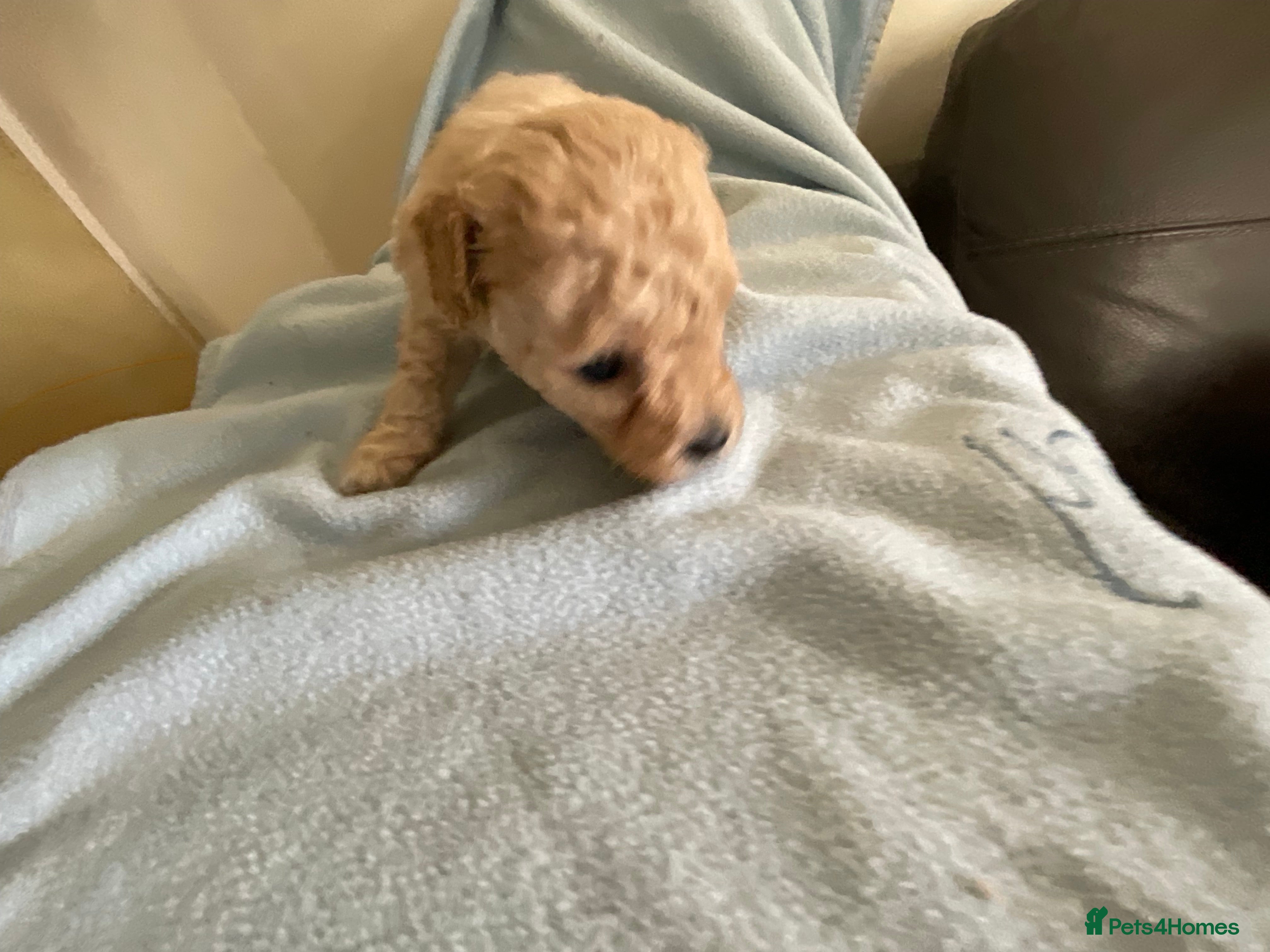 Toy Poodle dogs Toy poodle pups - Advert 2