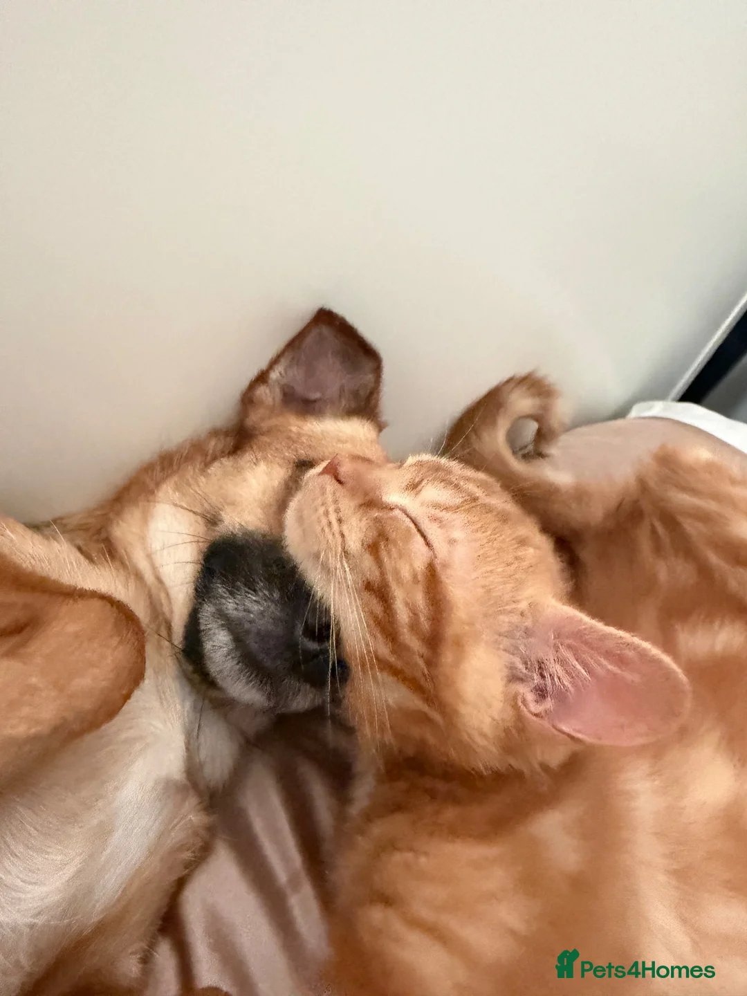 Mixed Breed cats for sale: Ginger female kitten  in London - Advert 5