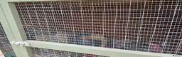 Quail poultry for sale: 6 female quails and hutch in Nottingham - Advert 9