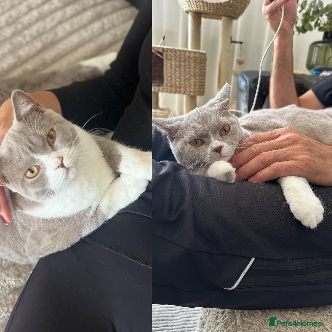 British Shorthair cats for sale: Beautiful BH Bicolour Kittens. Ready now! - Image 1