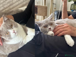 British Shorthair cats - Advert 34