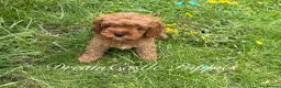 Cavapoo dogs for sale: Deep red Teddy Cavapoo ready now - Advert 2