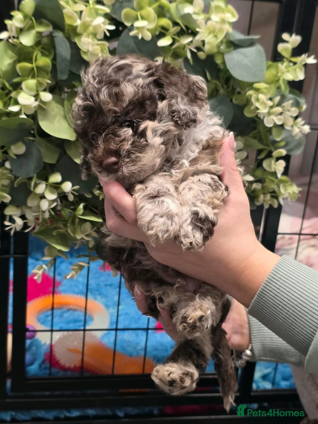 Cockapoo dogs for sale: Extensively health tested parents f1b cockapoo in Ongar - Advert 2