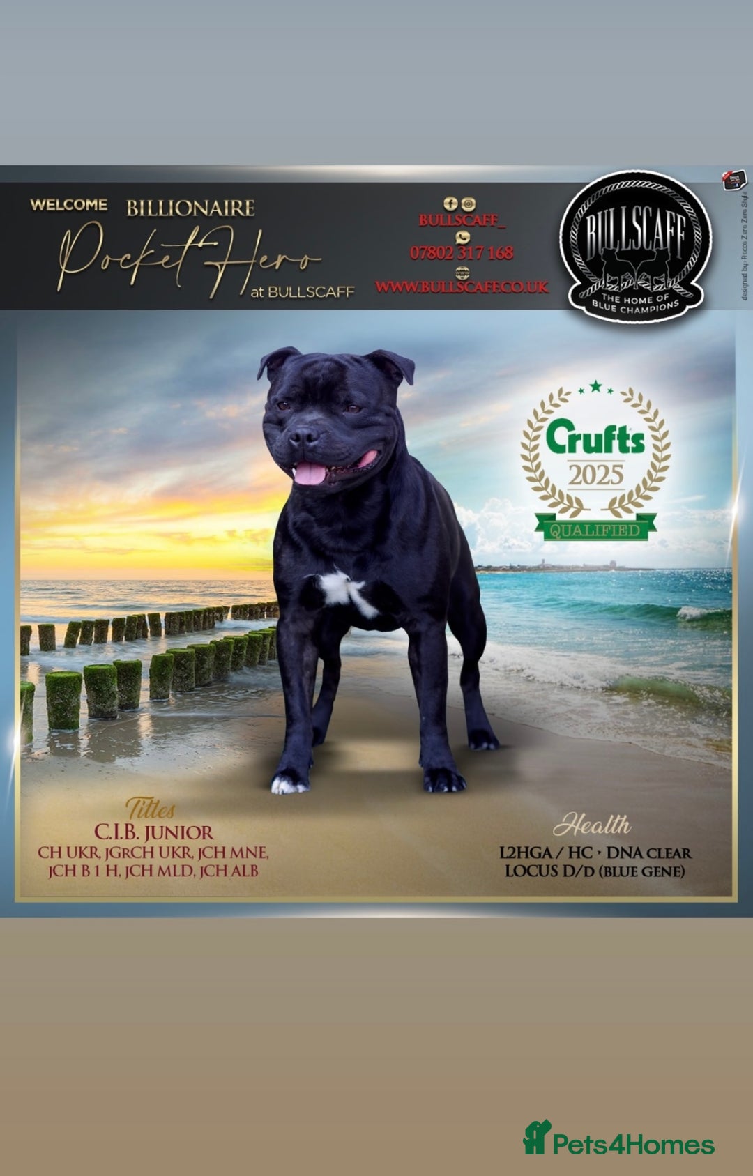 Staffordshire Bull Terrier dogs for sale: Billionaire Bill x Kenzduo Glass Souls  - Advert 7