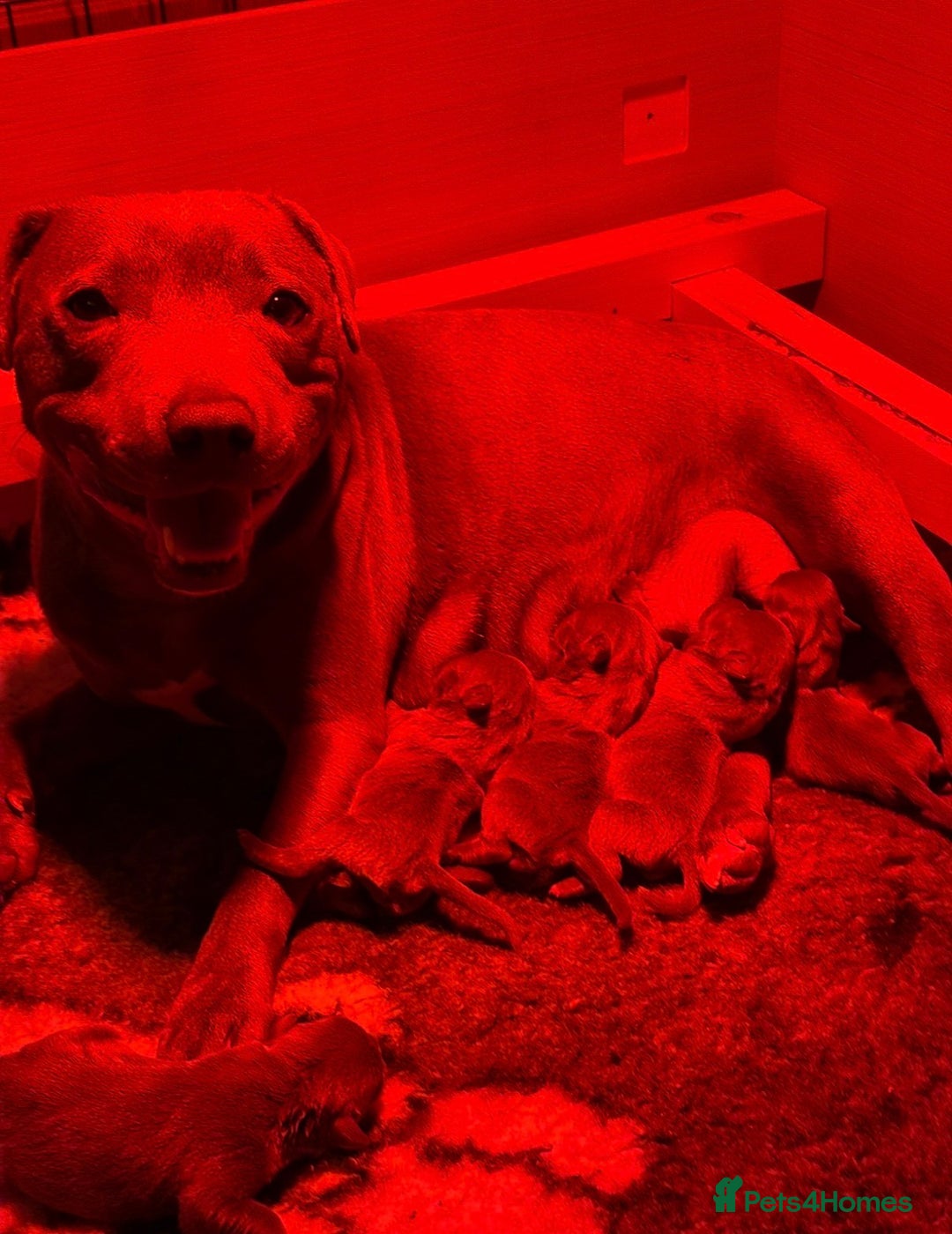 Staffordshire Bull Terrier dogs for sale: Gorgeous KC Reg/Health Tested Blue SBT Puppies - Image 37