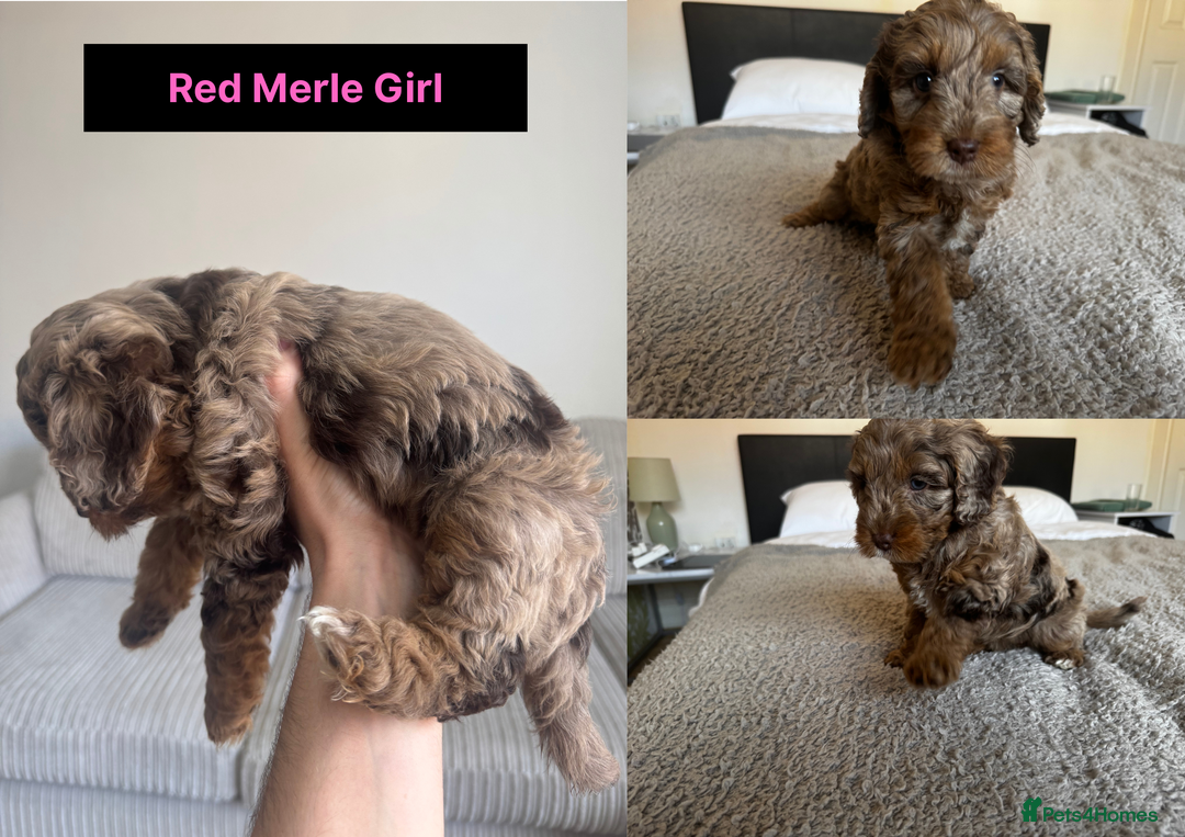Cockapoo dogs for sale: Adorable F2 Cockapoo Puppies, Ready 12 Oct - Image 14