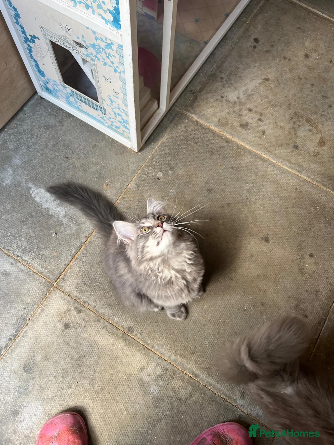 Maine Coon cats for sale: BEAUTIFUL MAINE COON KITTENS - Advert 2