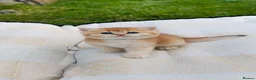 British Shorthair cats for stud: British Shorthair - Advert 15
