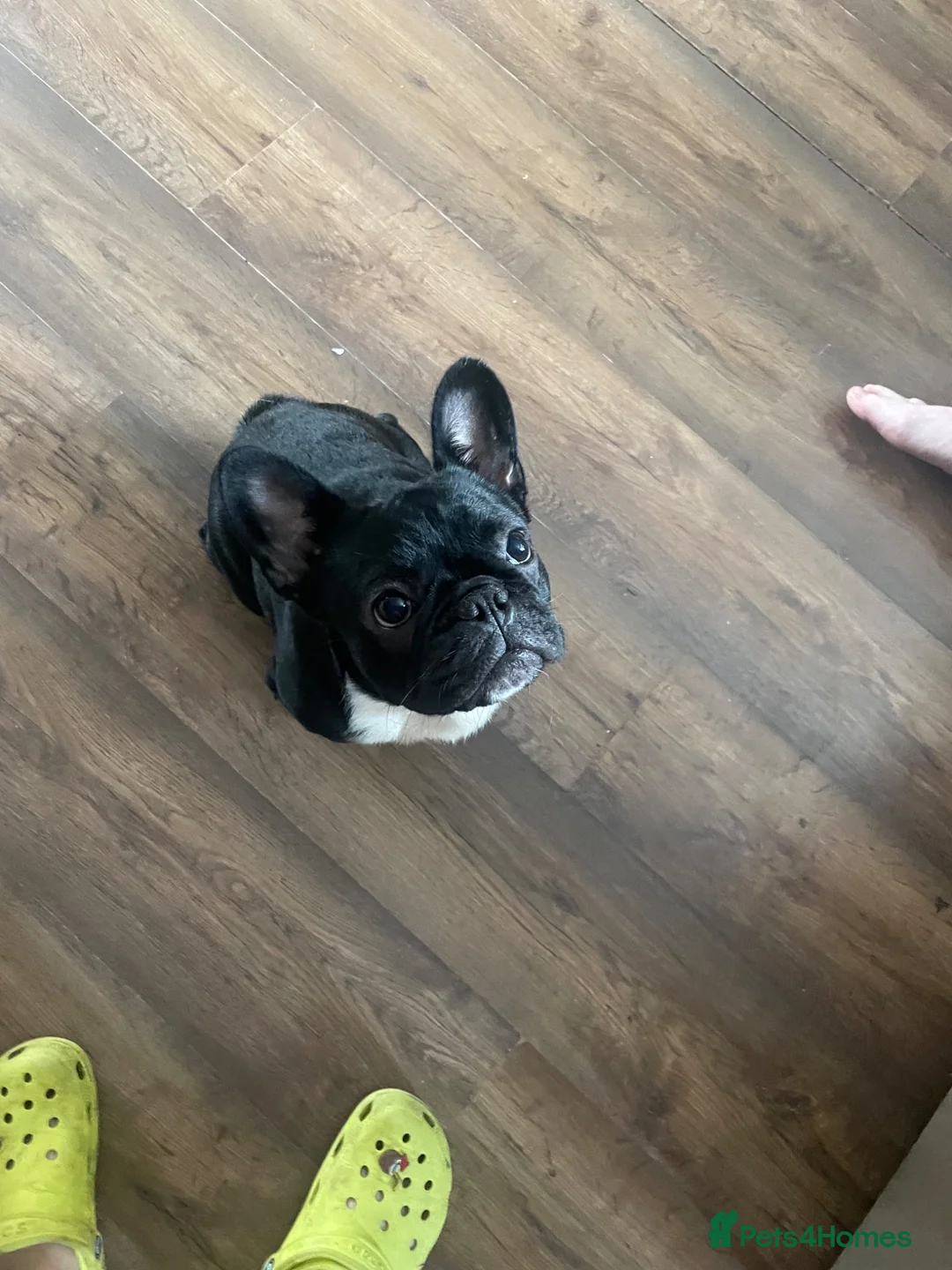French Bulldog dogs for sale: Rehoming my beautiful French bulldog - Advert 3