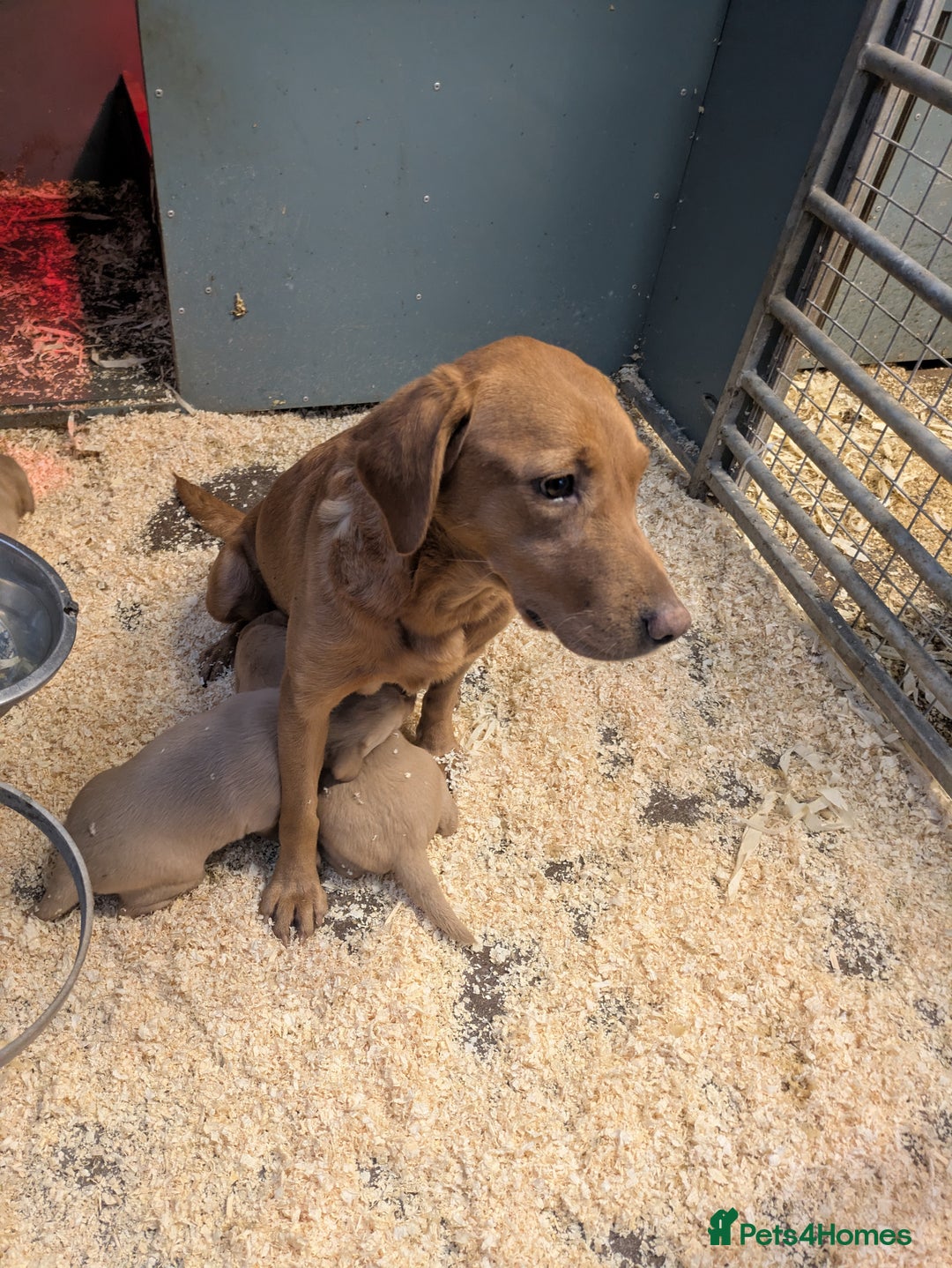 Labrador Retriever dogs for sale: Beautiful Red Labrador Puppies - Advert 5
