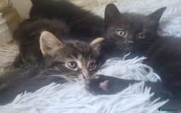 Ragdoll cats for sale: Cutest Ragdoll/Bengal mix kittens. - Image 7