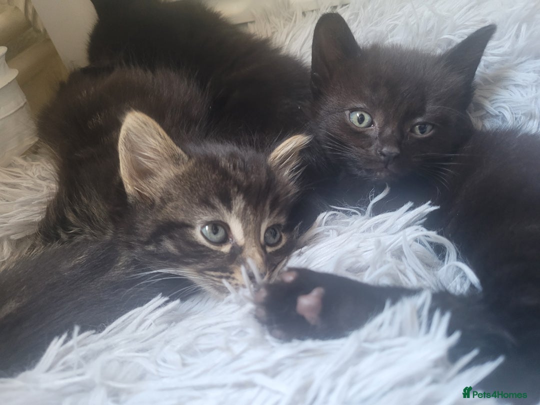 Ragdoll cats for sale: Cutest Ragdoll/Bengal mix kittens. - Image 7