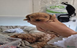 Cockapoo dogs for sale: 2 weeks old cockapoos  - Image 14