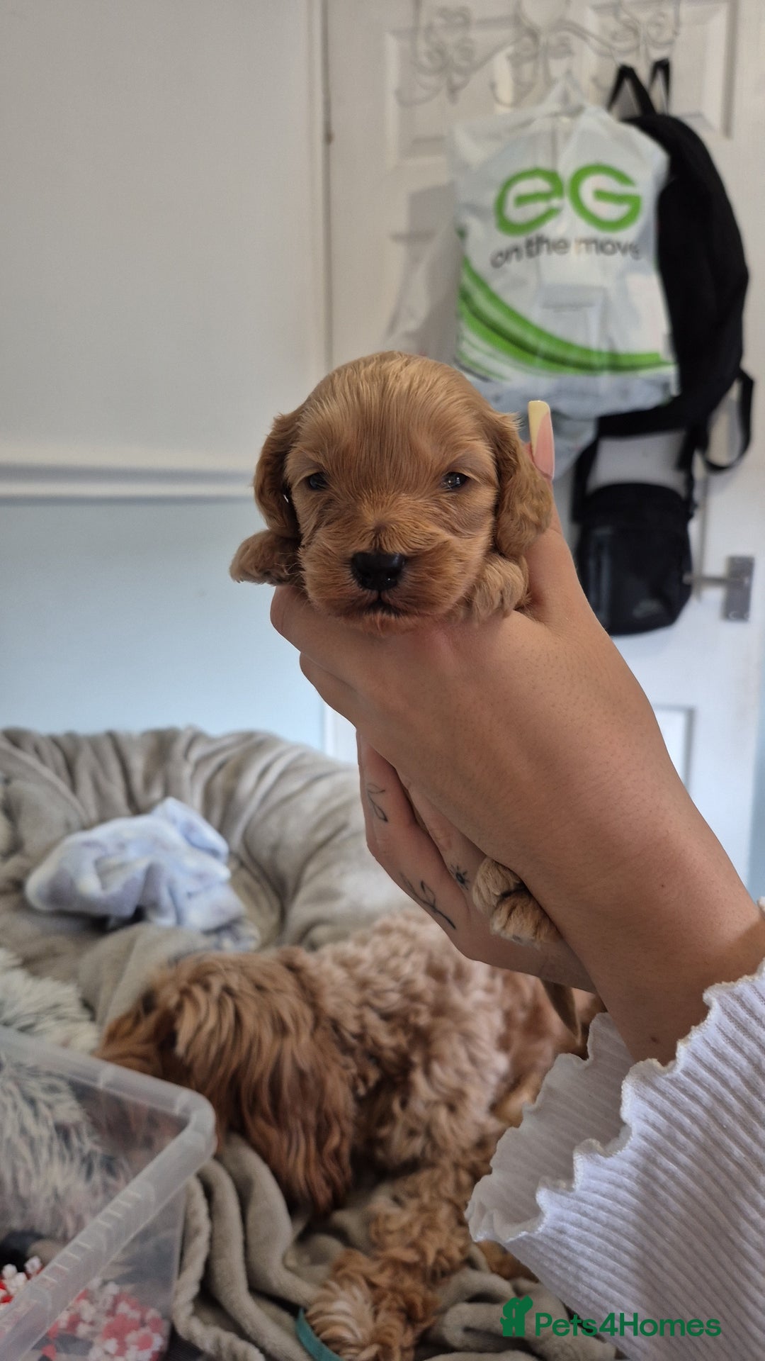 Cockapoo dogs for sale: 2 weeks old cockapoos  - Image 14